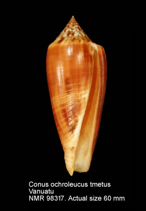 Conus ochroleucus tmetus (9).jpg - Conus ochroleucus tmetus Tomlin,1937